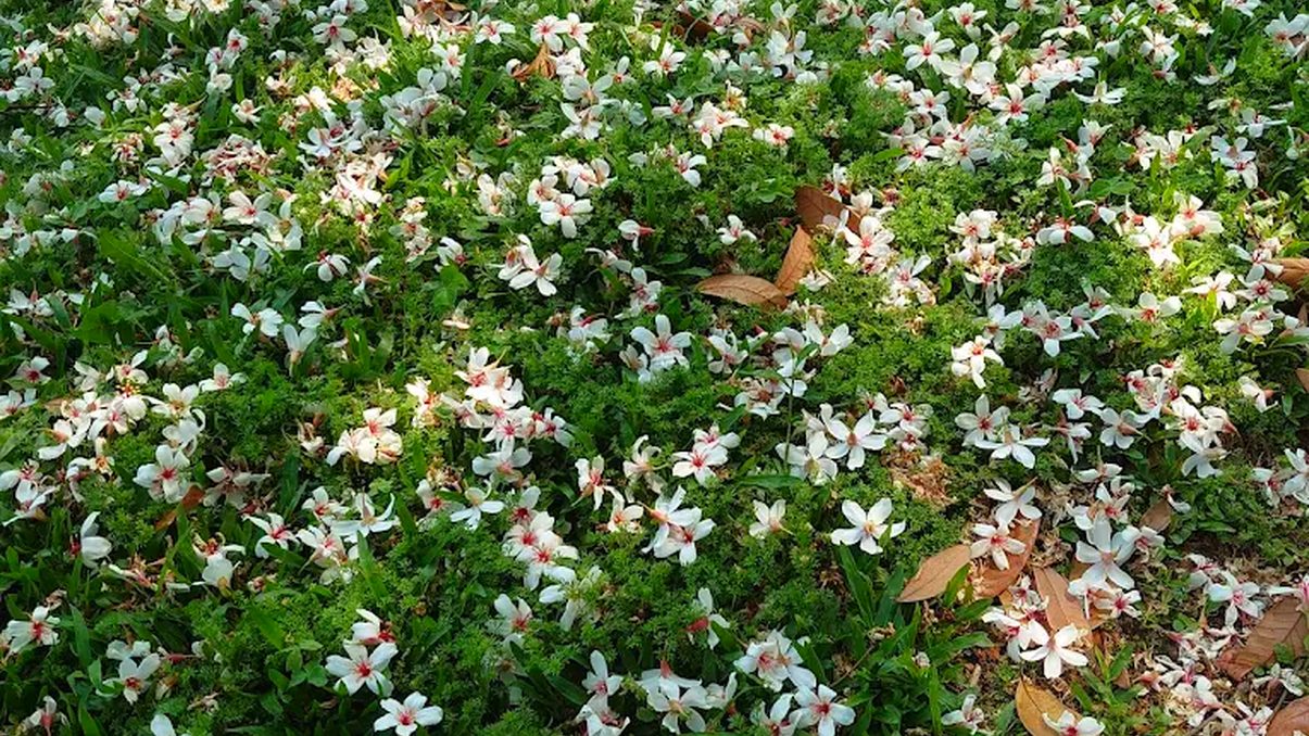 油桐花秘境探索：台灣最美的桐花景點綜合指南