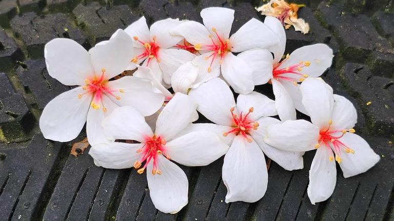 油桐花秘境探索：台灣最美的桐花景點綜合指南