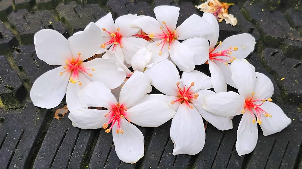 油桐花秘境探索：台灣最美的桐花景點綜合指南