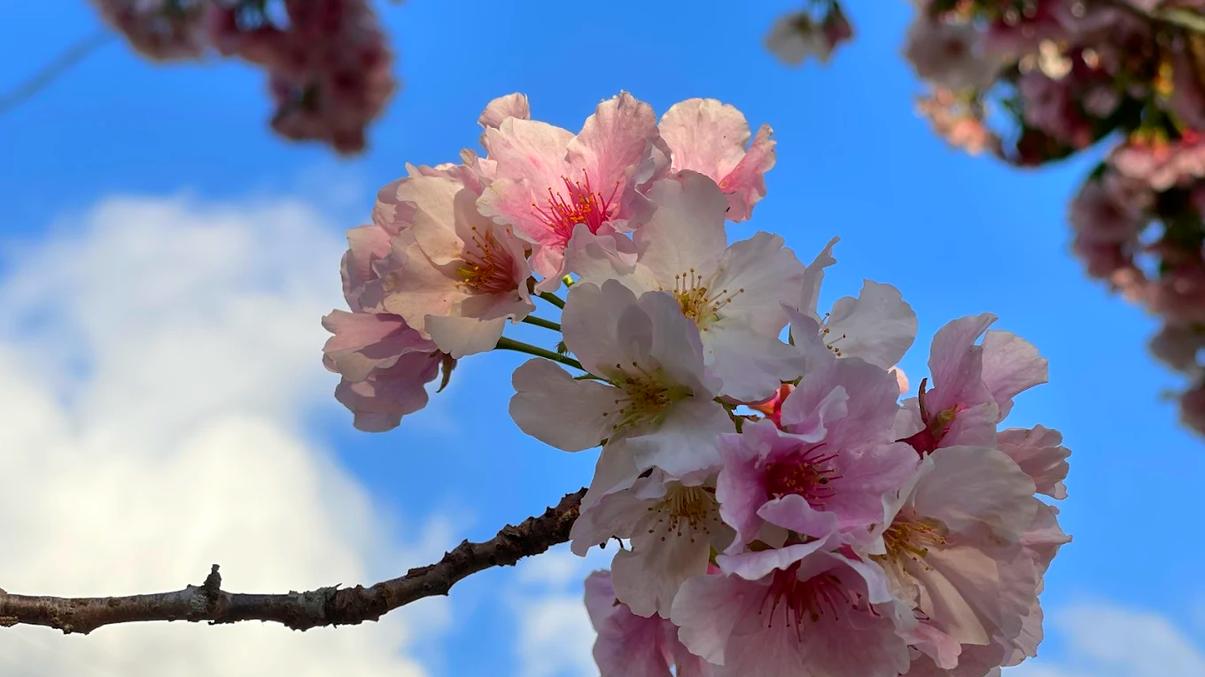 樂野部落旅遊全攻略：探索阿里山鄒族文化、自然美景與風味美食