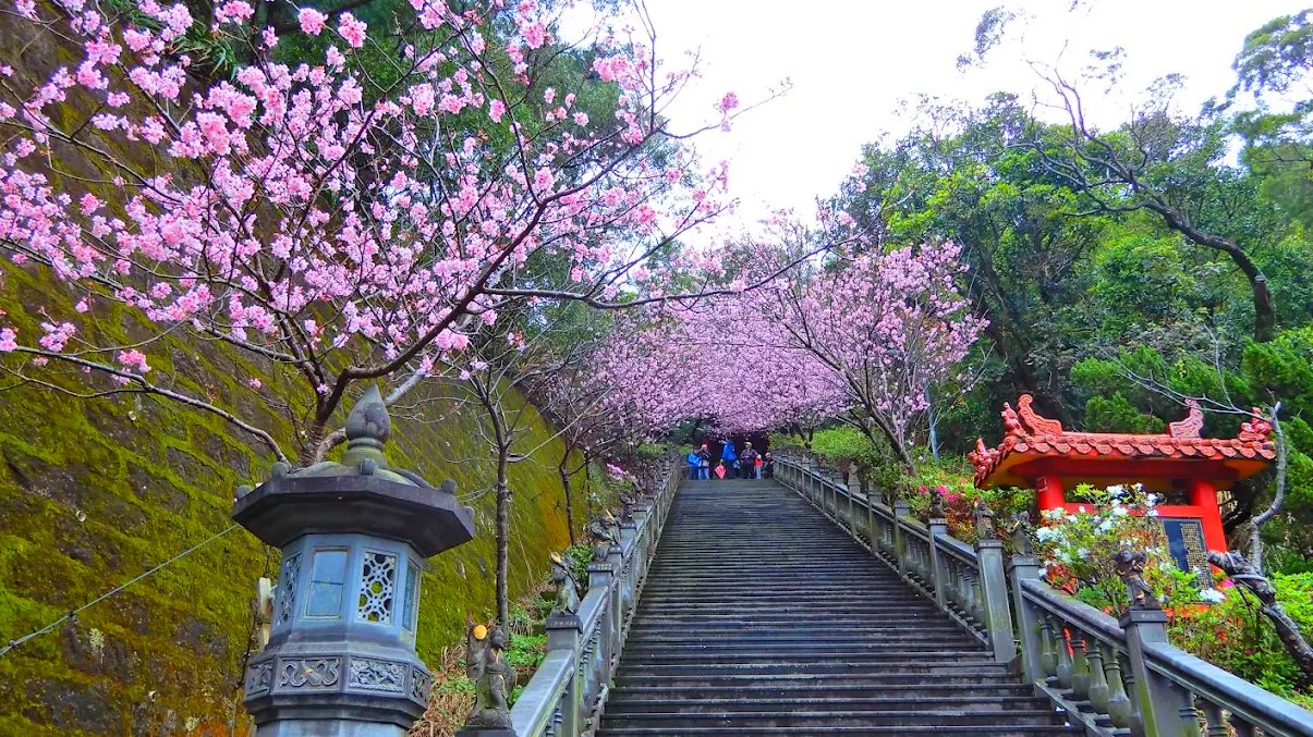 北部一日遊開車攻略：陽明山、碧山巖與夜景精選