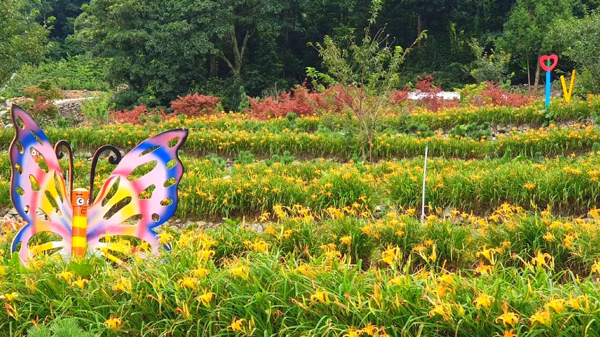 竹子湖金針花的魅力：如何享受最佳的花季經驗