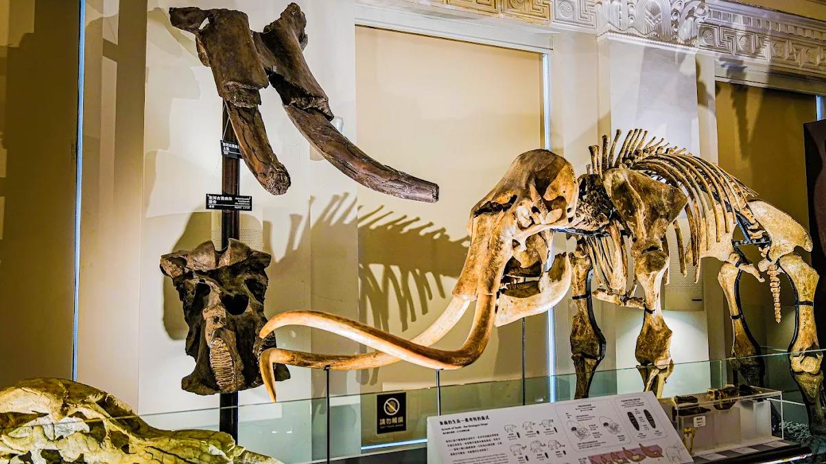 台灣博物館免費入館，一次探索五大精彩展覽