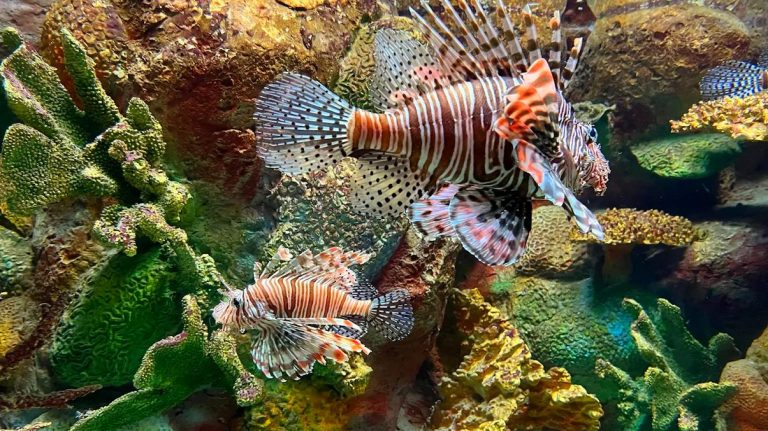 探索澎湖水族館的精彩世界｜必看亮點與遊覽建議