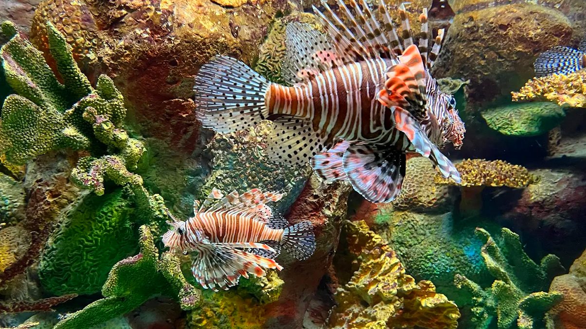 探索澎湖水族館的精彩世界｜必看亮點與遊覽建議