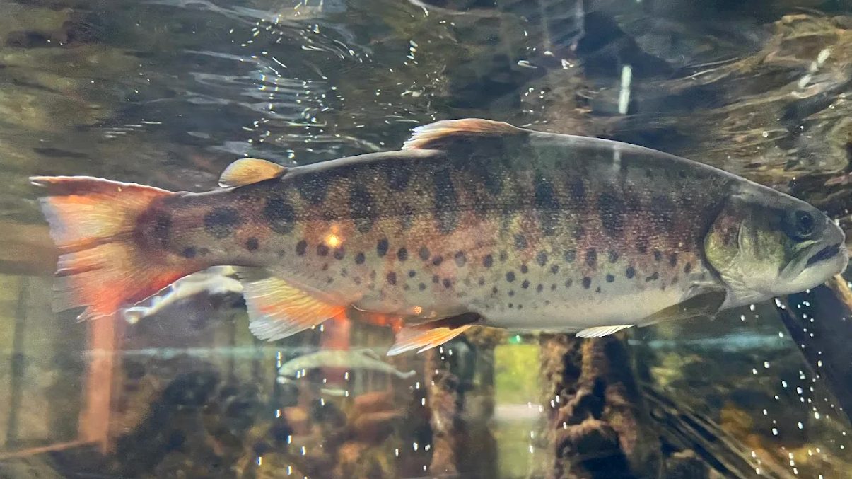 武陵農場-最佳的山中農場旅行體驗