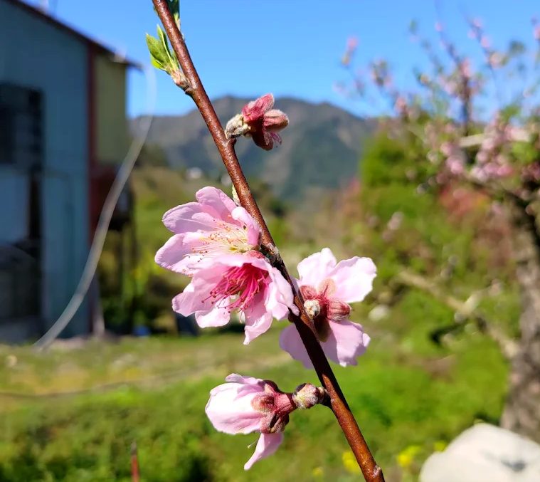 武陵農場-最佳的山中農場旅行體驗