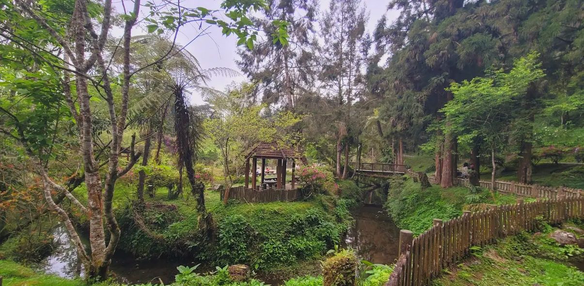 森林導覽：探索臺灣的自然之美