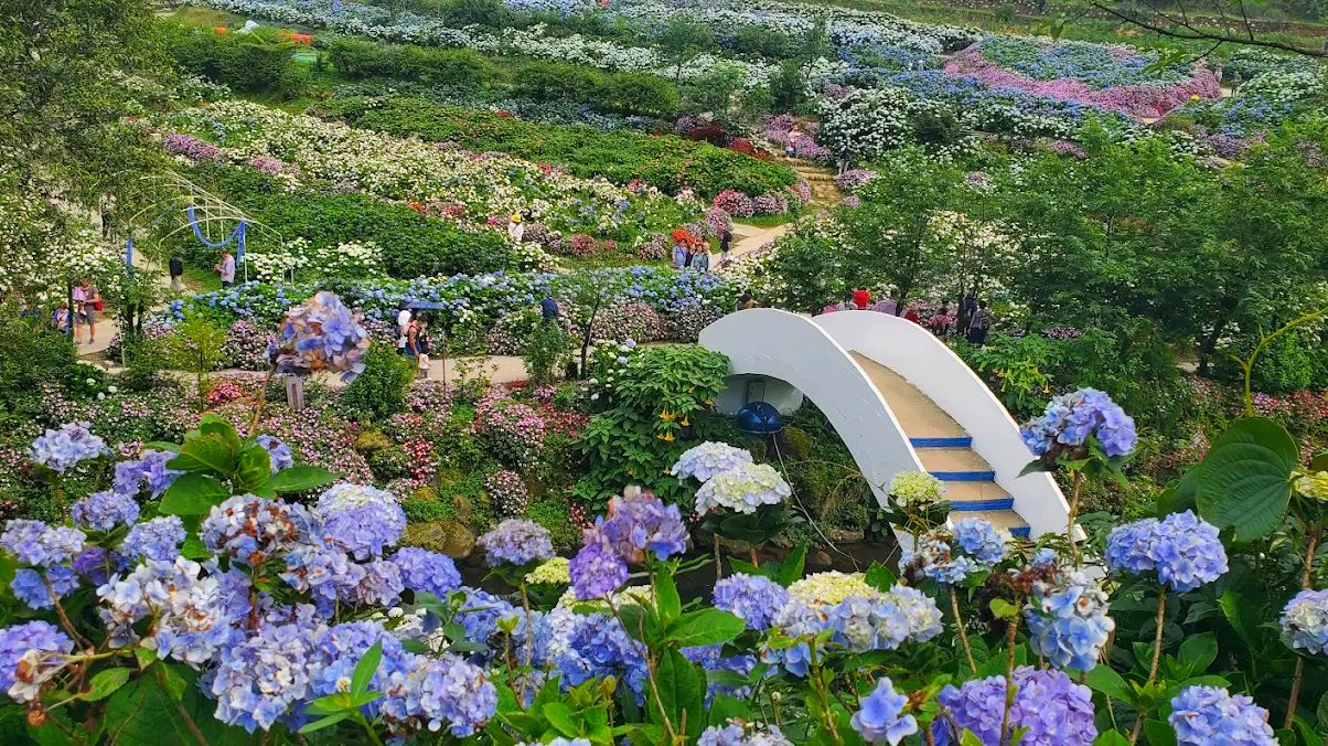 探索繡球花景點：高家繡球花田與更多必訪花海