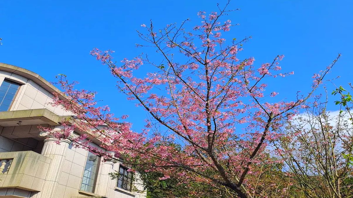 探索繡球花景點：高家繡球花田與更多必訪花海