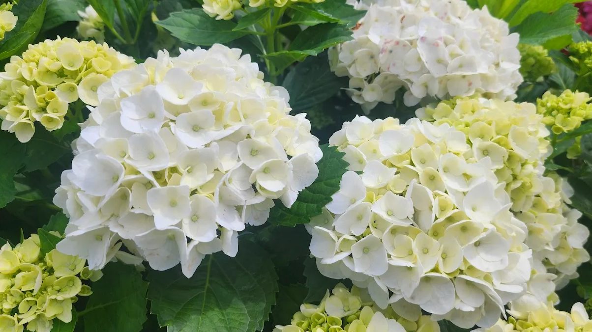 探索萬里繡球花：高家繡球花田的絕美花海體驗