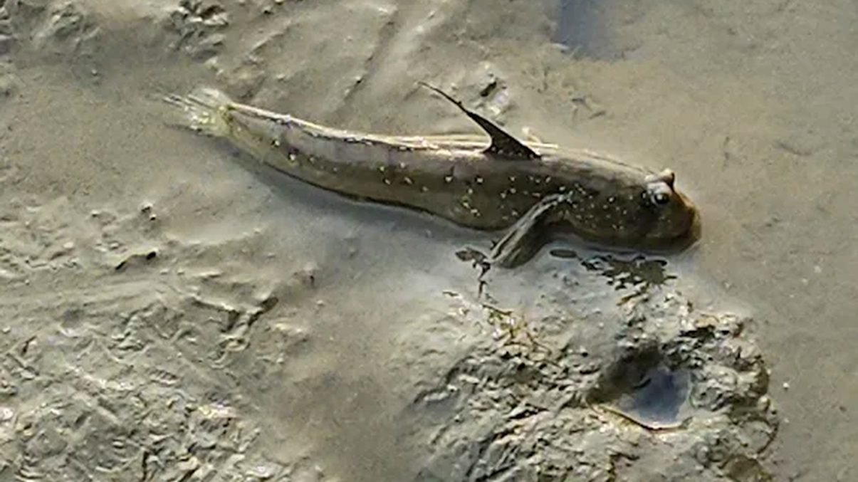 高美濕地活動報名｜探索自然之美，名額有限！