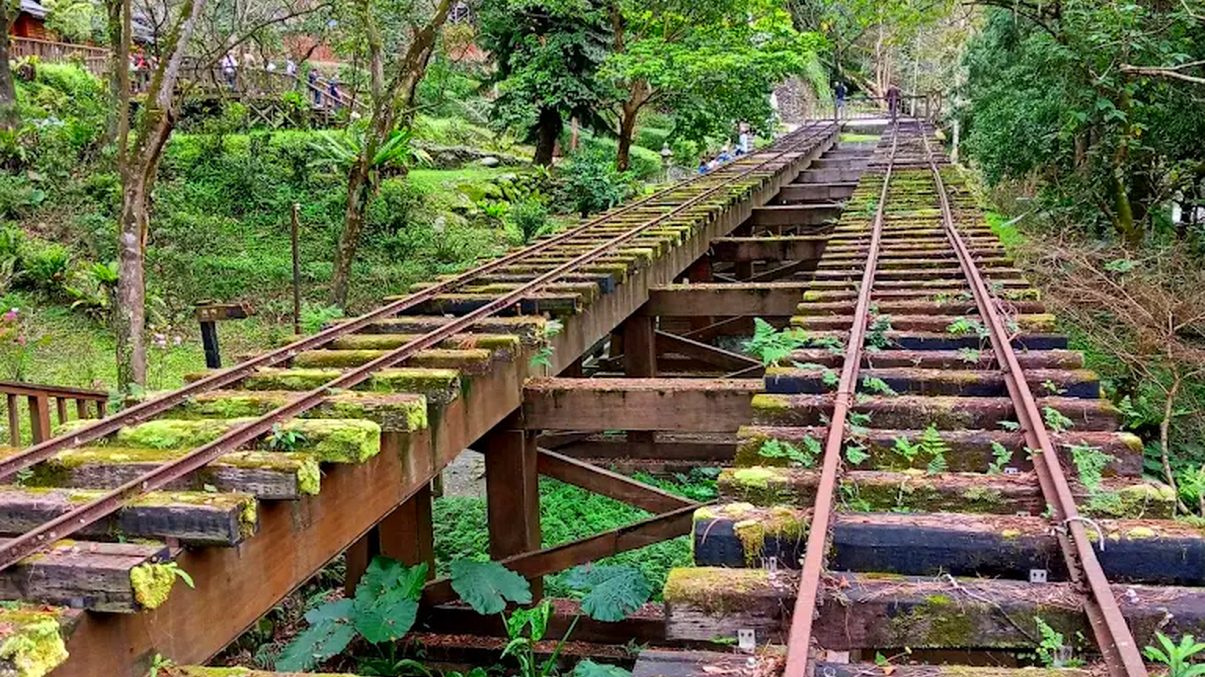 森林導覽：探索臺灣的自然之美