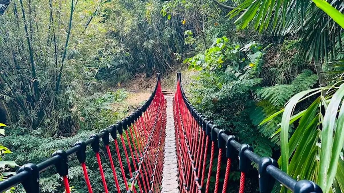 陽明山吊橋與觀景一日遊：菁山吊橋、草山觀瀑吊橋、牛奶湖必訪攻略！
