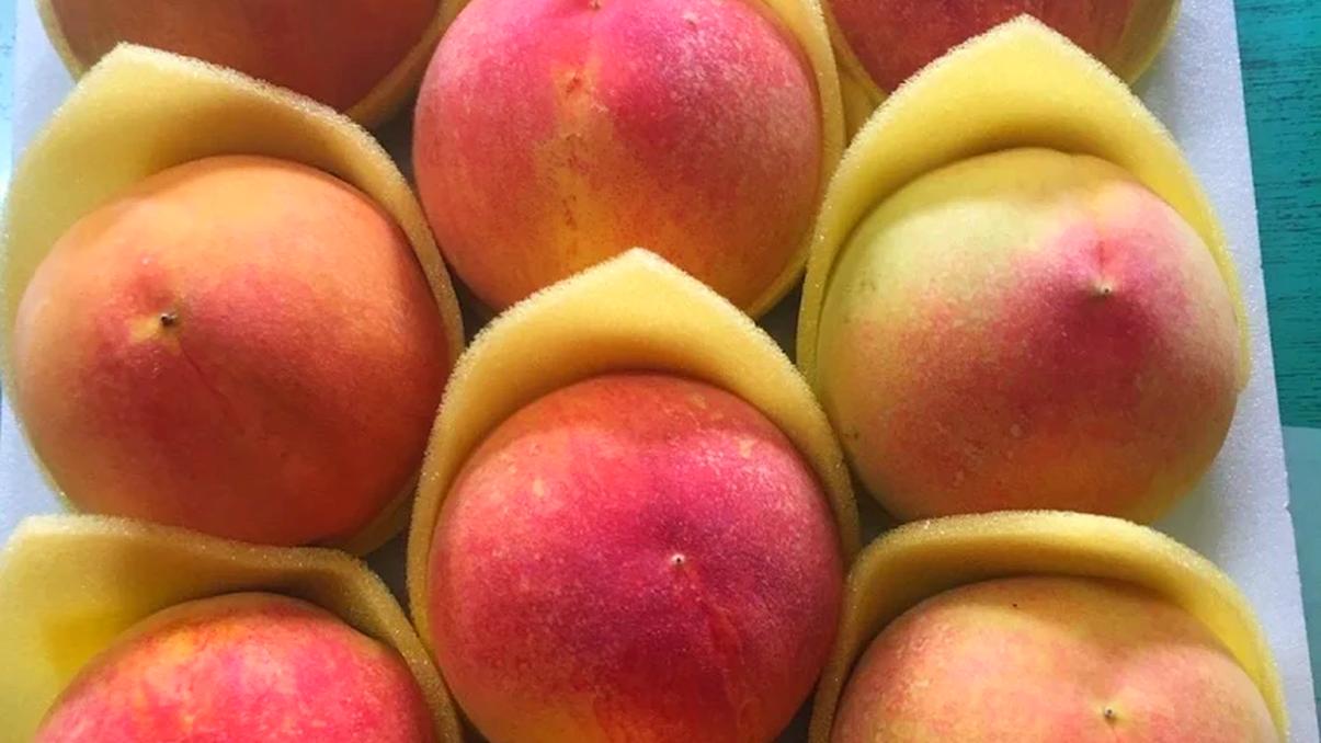 拉拉山旅遊攻略｜探訪神木森林與隱藏美食，一日遊輕鬆玩！