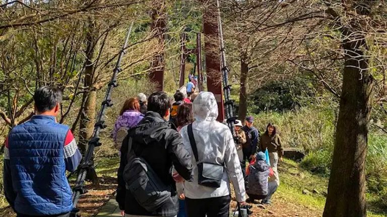 陽明山吊橋與觀景一日遊：菁山吊橋、草山觀瀑吊橋、牛奶湖必訪攻略！