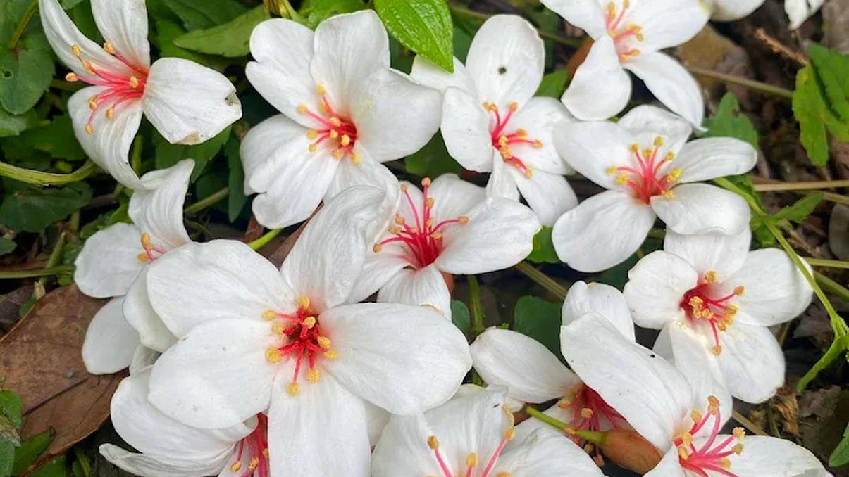 登上靈魂的高地｜北大武山登山攻略：壯觀雲海、排灣文化一次體驗！