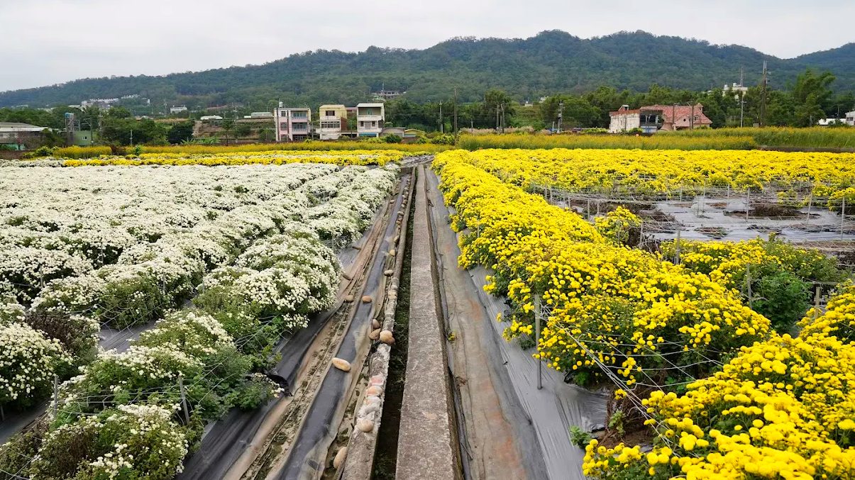 苗栗銅鑼杭菊花季會場：不容錯過的自然之美