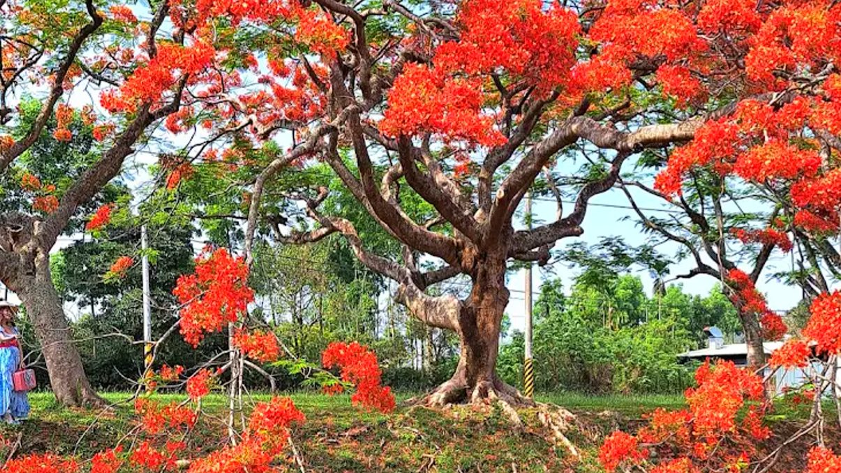 【2025嘉義鳳凰花季全攻略】夢幻賞花景點一次看，拍出最美春日回憶！
