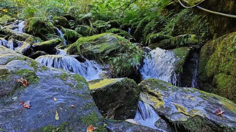 拉拉山國家森林遊樂區的完美旅行指南：探索美麗的自然秘境