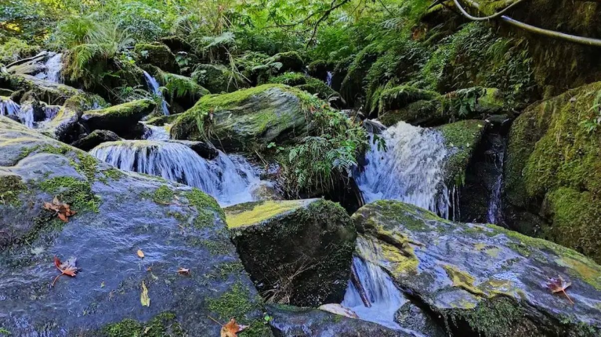 拉拉山國家森林遊樂區的完美旅行指南：探索美麗的自然秘境