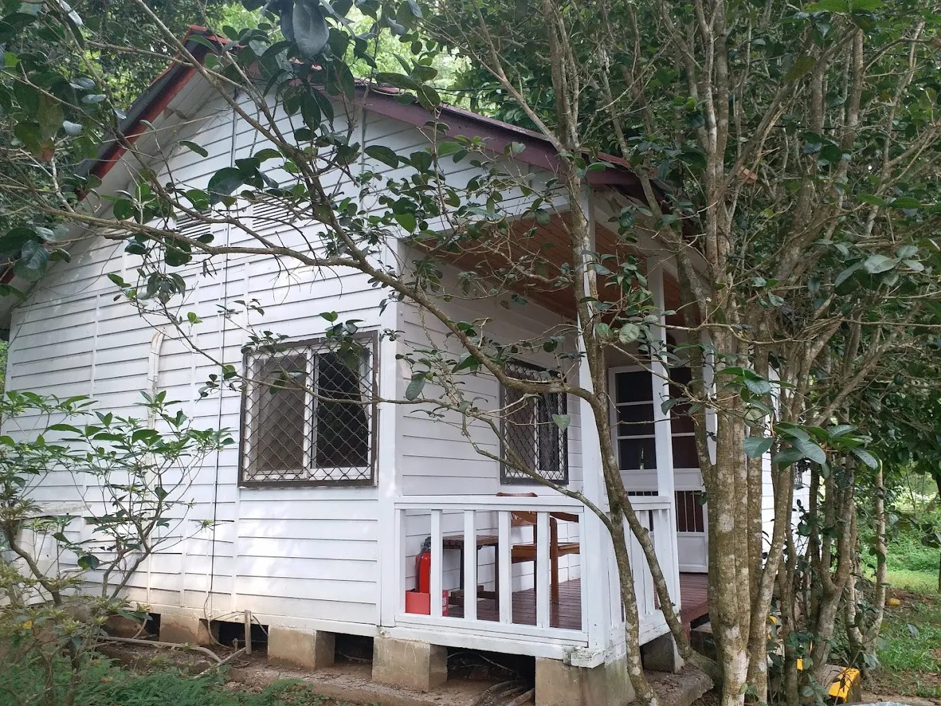 探索東勢林場：親子同遊與自然療癒的最佳選擇