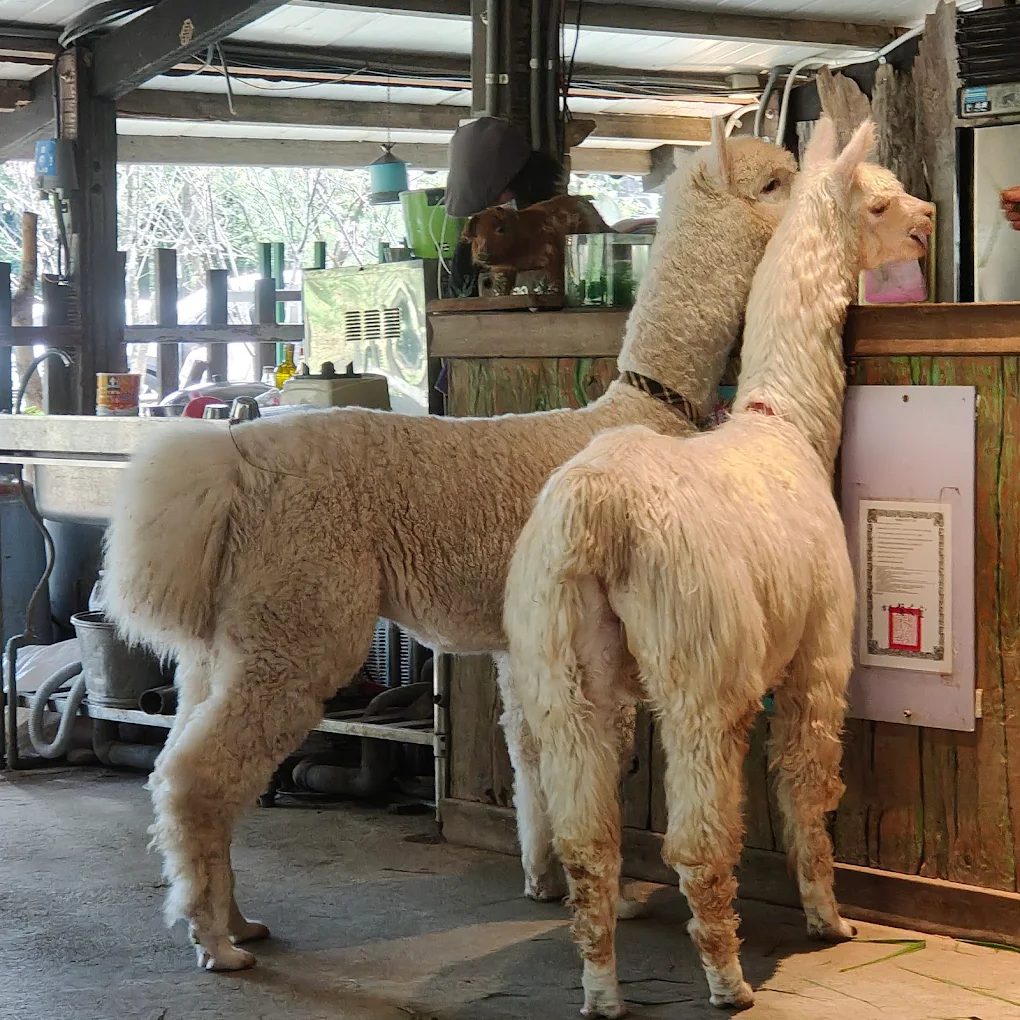 北部親子牧場好去處：適合家庭的五大推薦