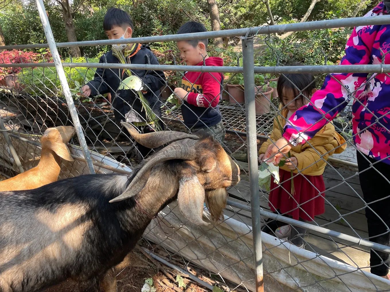 沐卉親子農場：盡享親子旅遊的完美一日遊體驗