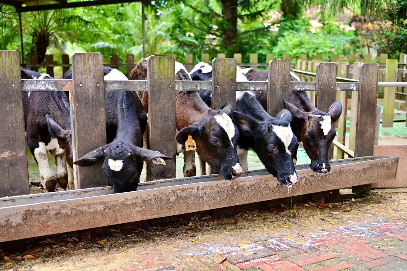 圖／四方鮮乳牧場  攝影／鄭hao hao