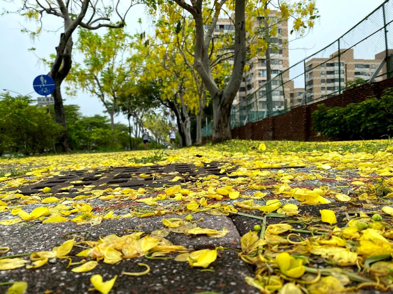 阿勃勒花海：漫遊台南的黃金美景與最佳賞花地點