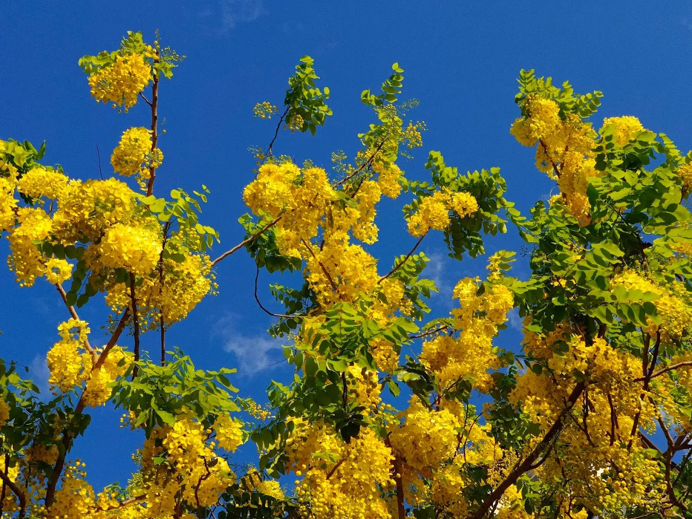 阿勃勒花海：漫遊台南的黃金美景與最佳賞花地點