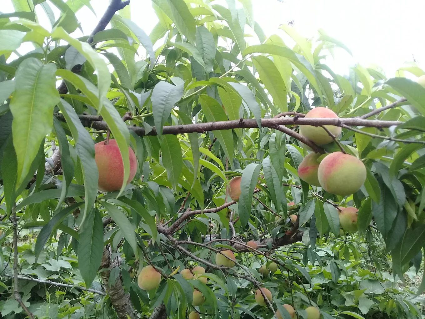 果園與露營區全景