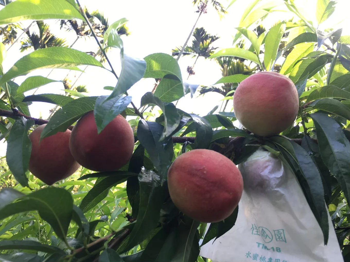 低海拔果園與親子活動區