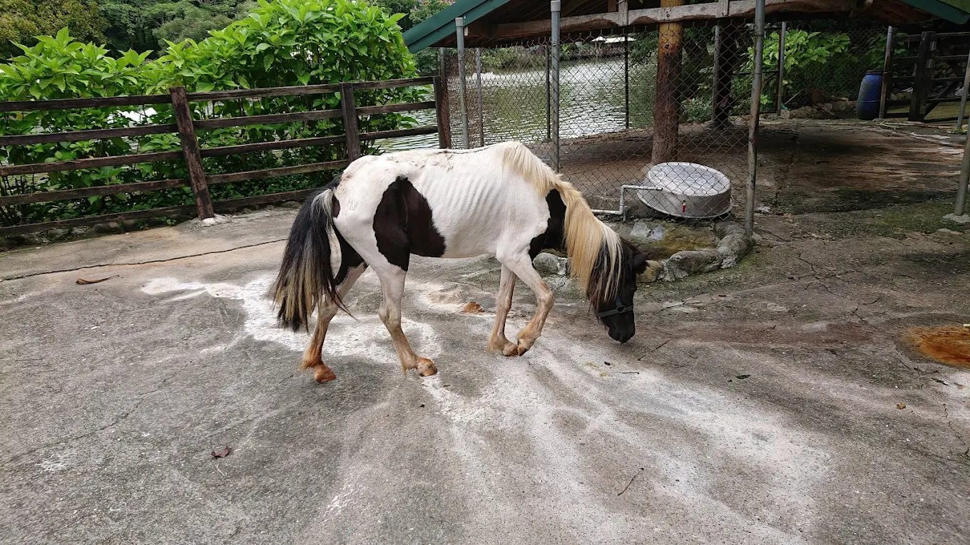 🌿南元花園休閒農場｜台南人氣親子一日遊首選，玩樂、美食、生態一次滿足！