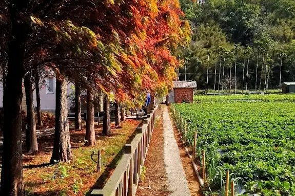 大湖悠境草莓園旁的落羽松秘境，紅褐色的落羽松倒映在水面，景色如詩如畫。