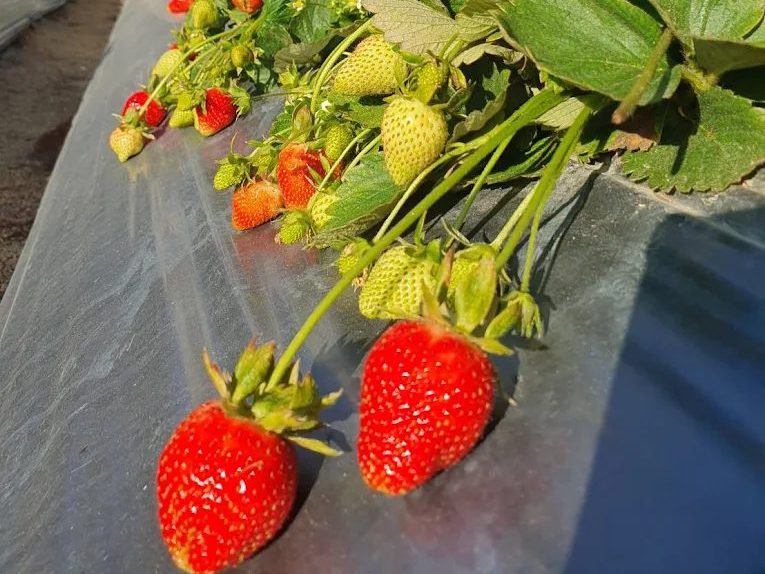 苗栗大湖草莓酒莊體驗｜悠境草莓園美拍落羽松、草莓酒品嚐與現採草莓一次滿足！