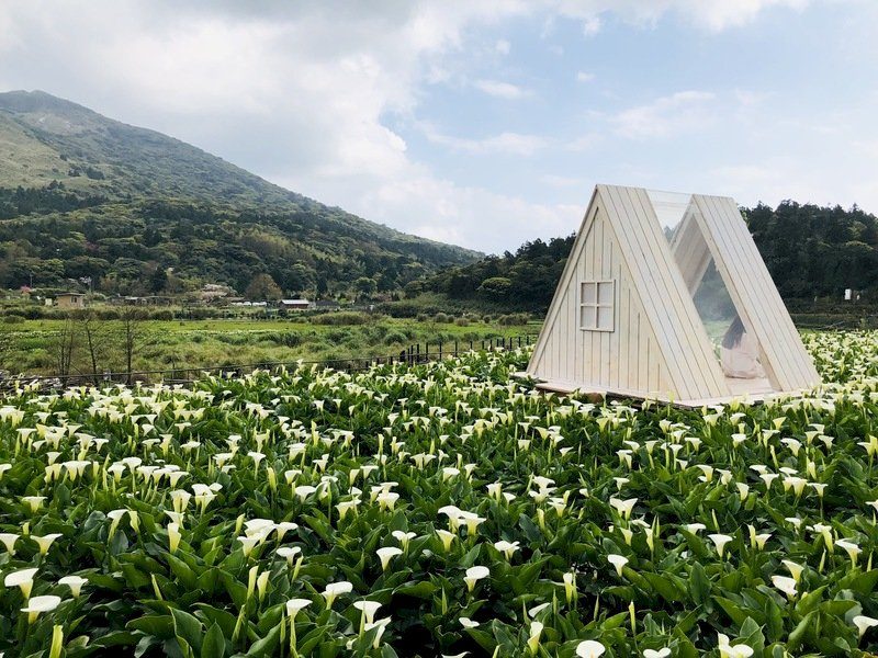 走進竹子湖的季節秘境：從海芋花田到雲霧山景的療癒旅程