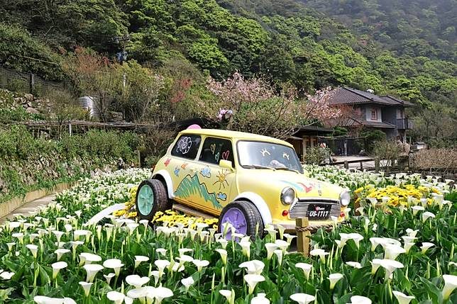 走進竹子湖的季節秘境：從海芋花田到雲霧山景的療癒旅程