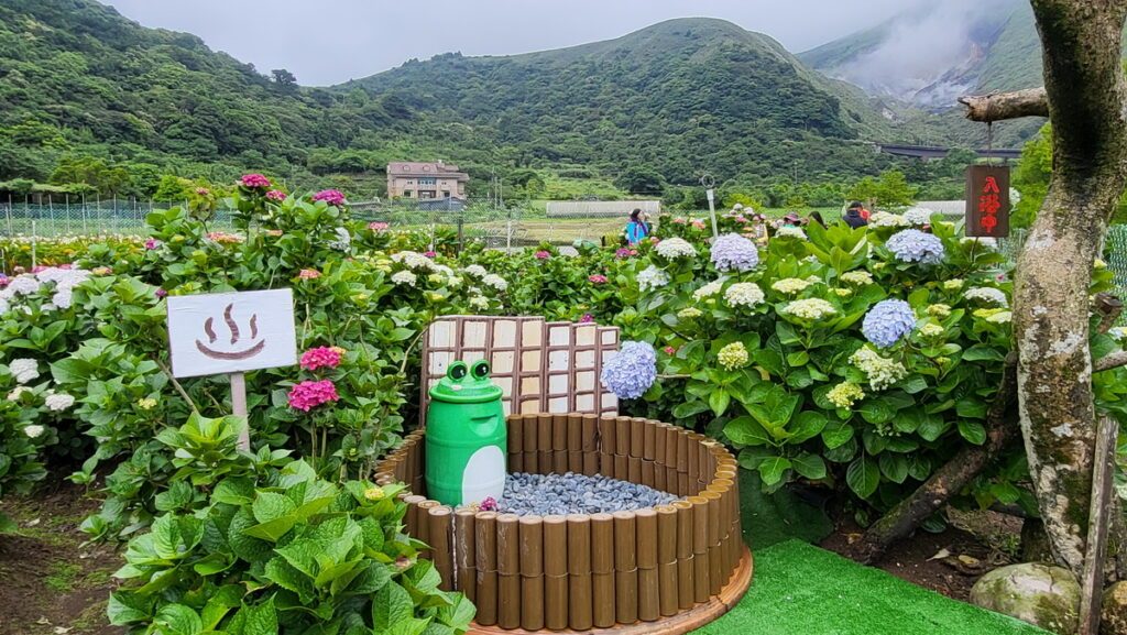 走進竹子湖的季節秘境：從海芋花田到雲霧山景的療癒旅程