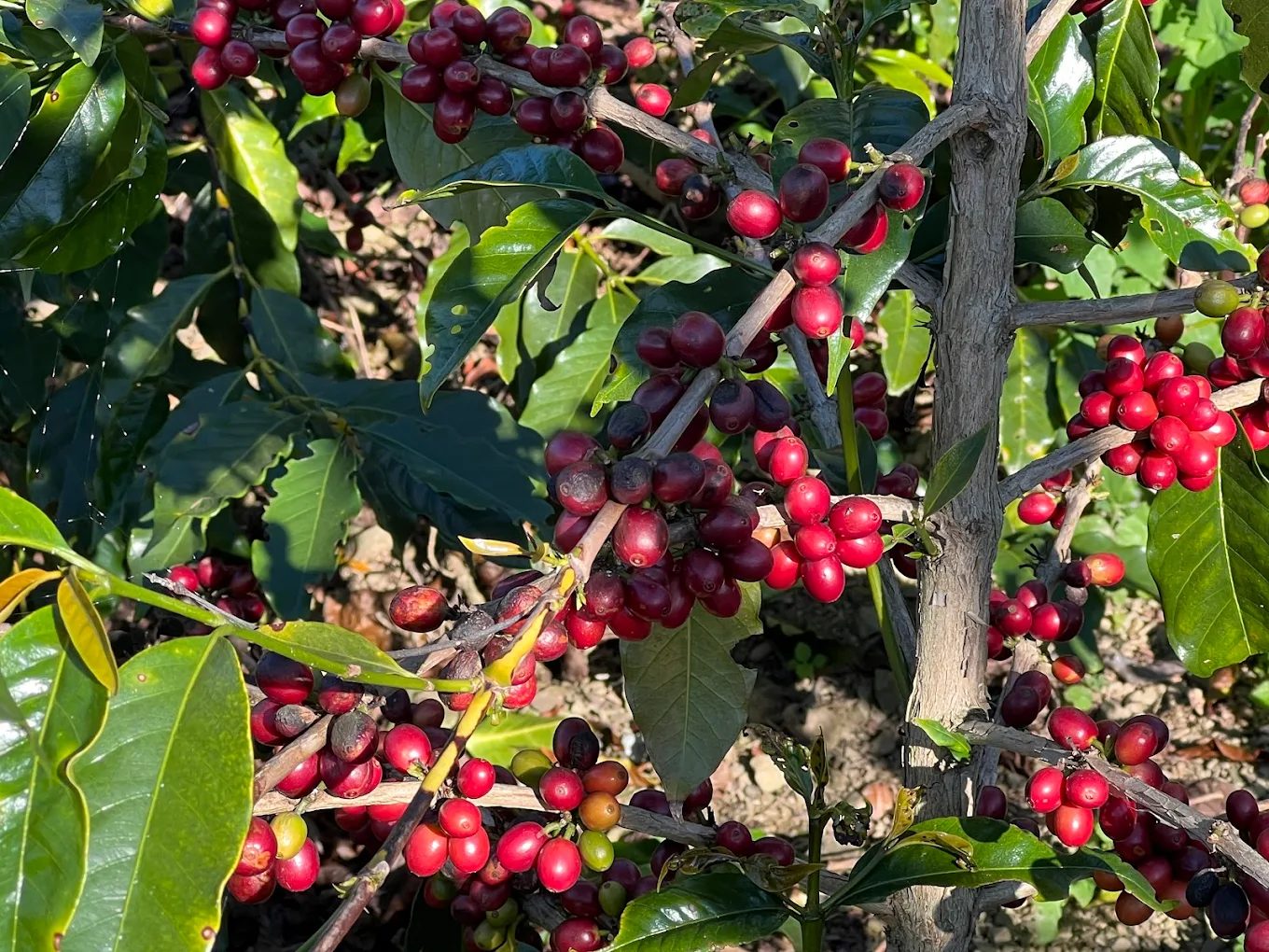 樂野部落旅遊全攻略：探索阿里山鄒族文化、自然美景與風味美食