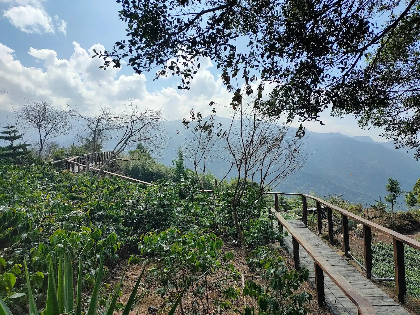 樂野部落旅遊全攻略：探索阿里山鄒族文化、自然美景與風味美食