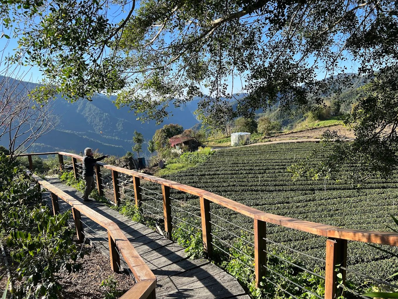 樂野部落旅遊全攻略：探索阿里山鄒族文化、自然美景與風味美食