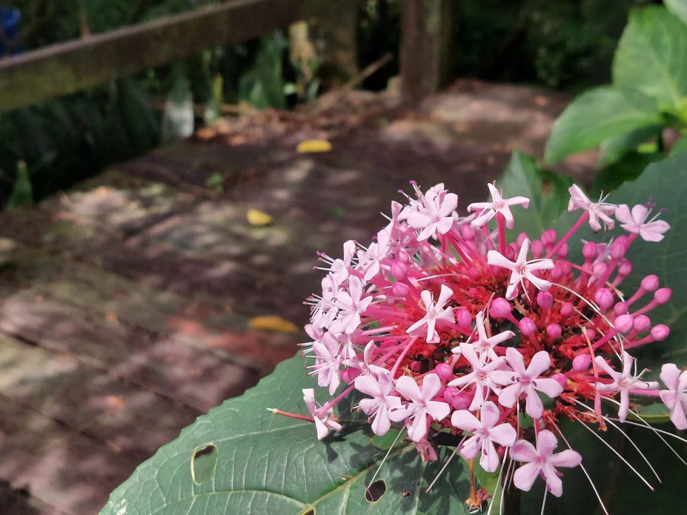 圖／竹子湖花與樹繡球花園  攝影／李麗玲