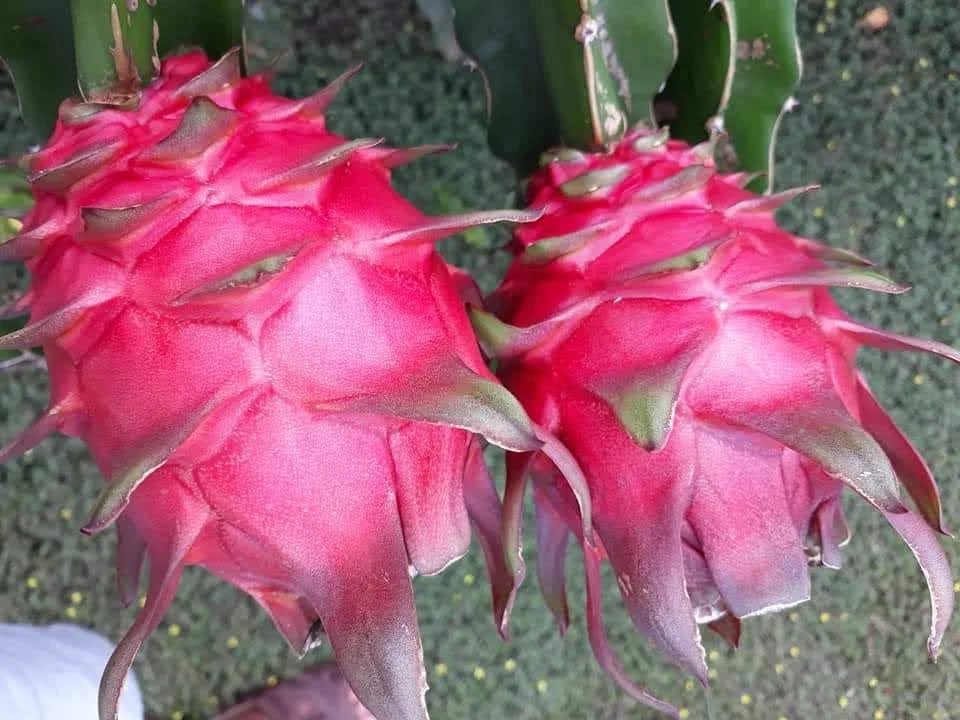 周邊果園採果與農業體驗活動