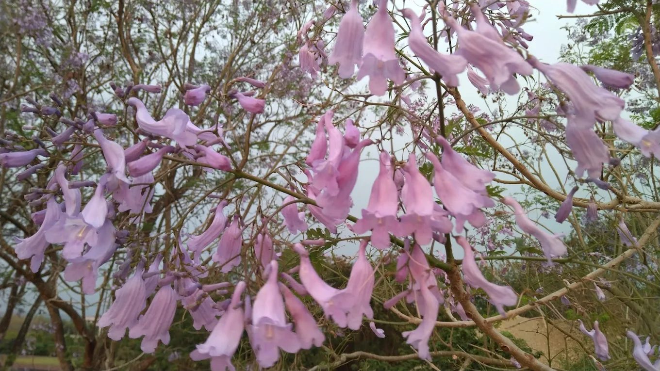 【嘉義藍花楹隧道全攻略】紫色夢幻隧道花季情報×附近景點×美食推薦，春日浪漫必訪行程一次看！