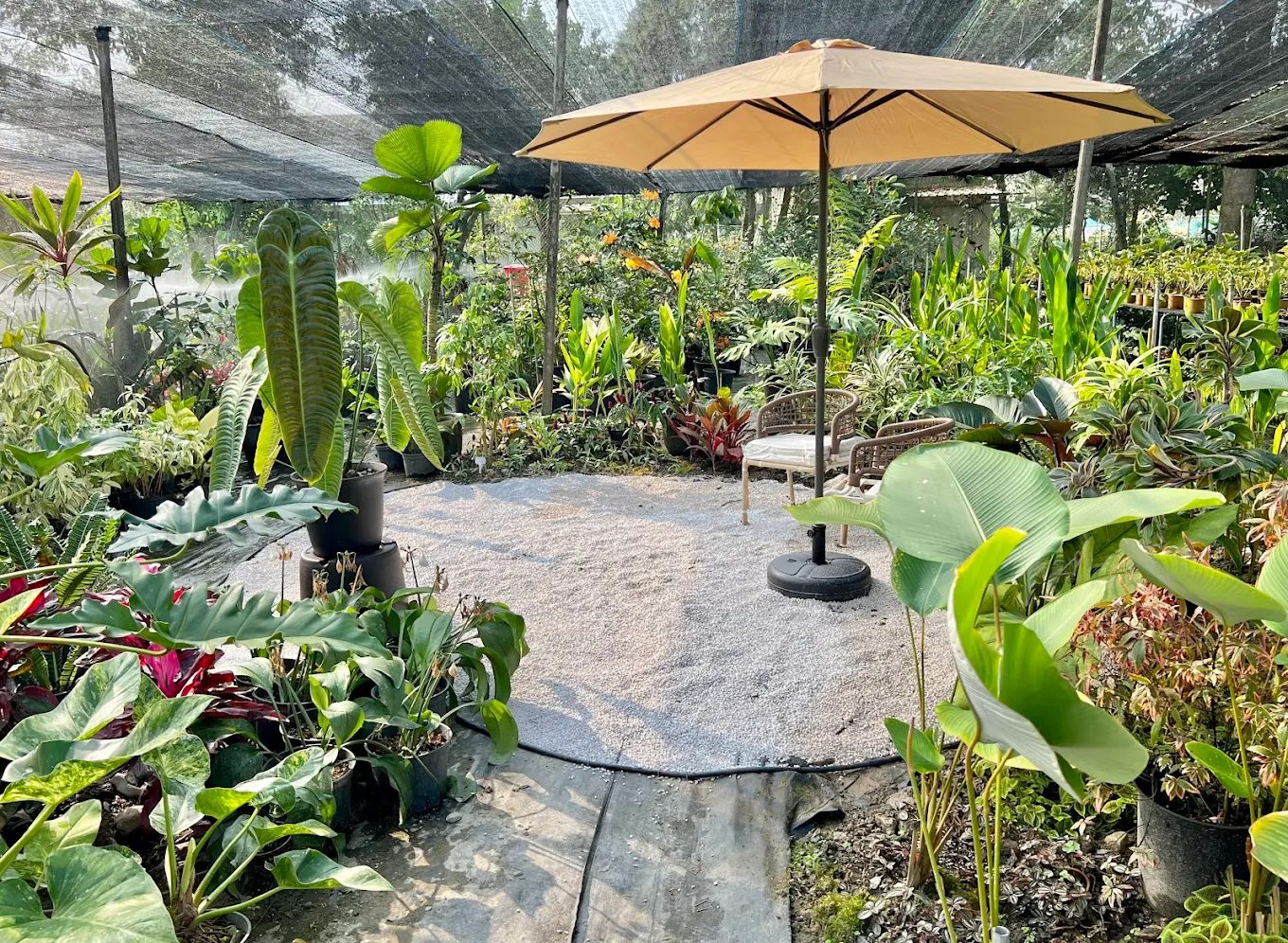 【埔里綠意療癒秘境】宅栽觀葉農場|人氣植物天堂、親子DIY體驗全攻略!