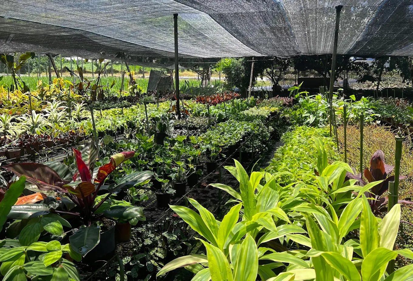 【埔里綠意療癒秘境】宅栽觀葉農場|人氣植物天堂、親子DIY體驗全攻略!