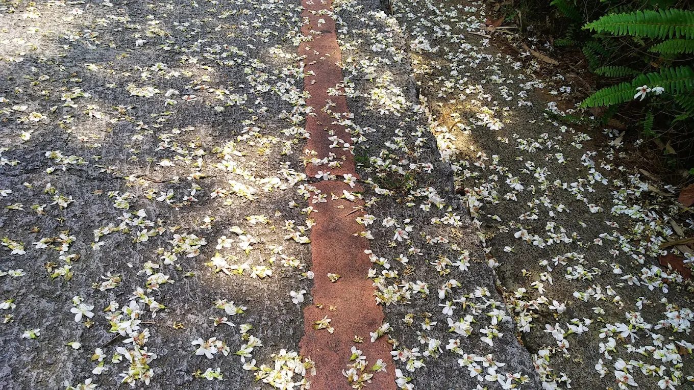 【嘉義藍花楹隧道全攻略】紫色夢幻隧道花季情報×附近景點×美食推薦，春日浪漫必訪行程一次看！