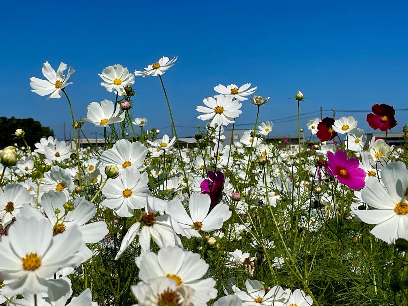 【嘉義藍花楹隧道全攻略】紫色夢幻隧道花季情報×附近景點×美食推薦，春日浪漫必訪行程一次看！