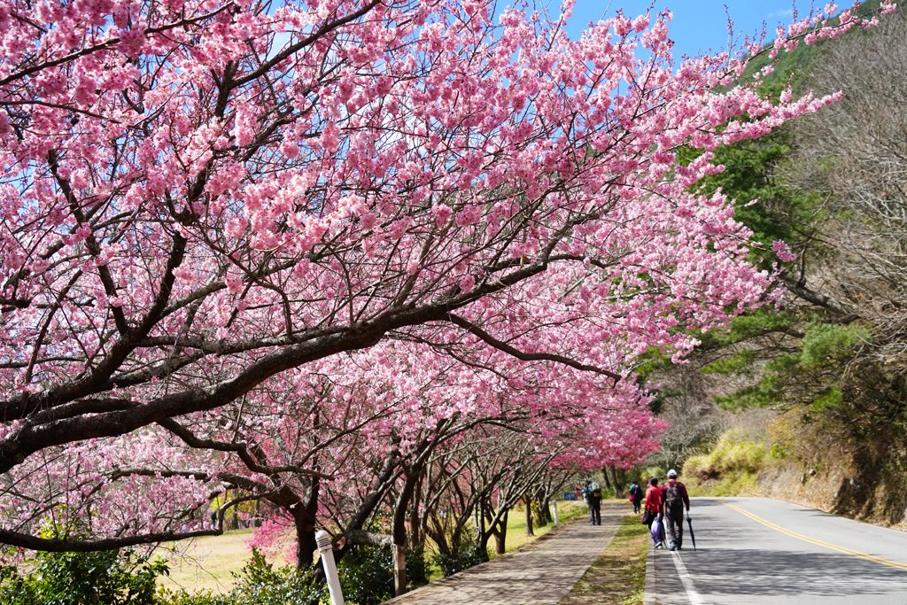 走進台七甲線的四季風光｜必拍景點、在地美食與文化體驗